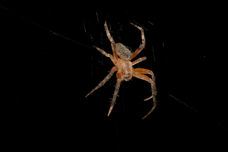 Macro of a brown Orb-Weaver Spider Isolated over Black