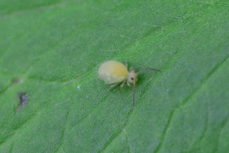 Springtail