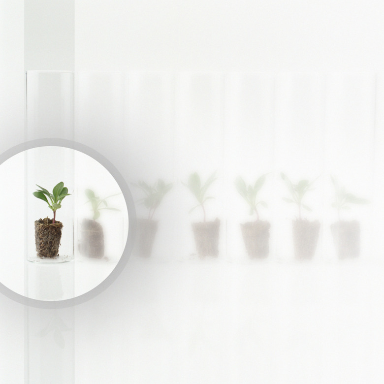 Seedling sprouting in a test tube, digital composite