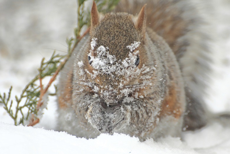 Eastern Gray Squirrel in Snow