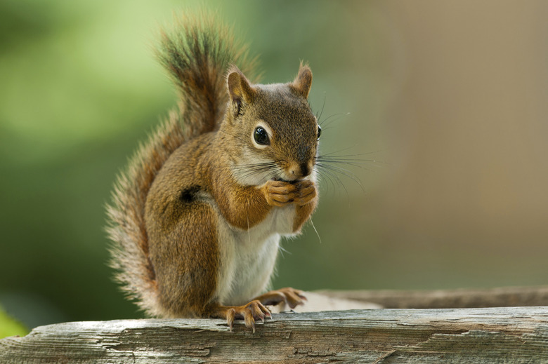 American Red Squirrel