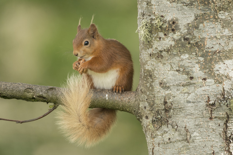 Red squirrel, on the branch of a tree trunk