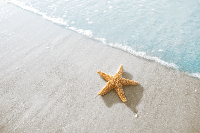 Starfish on the beach