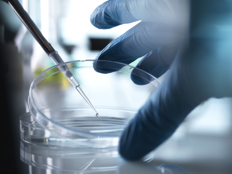 Scientist pipetting stem cell sample into petri dish in laboratory