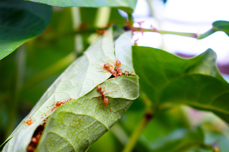 Ants nest from the green leave with nature green leaves blurred background