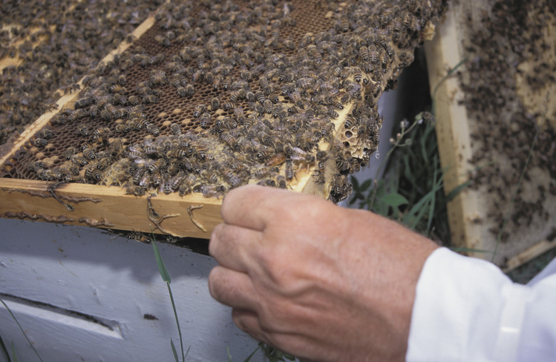 Beekeeper harvesting honey