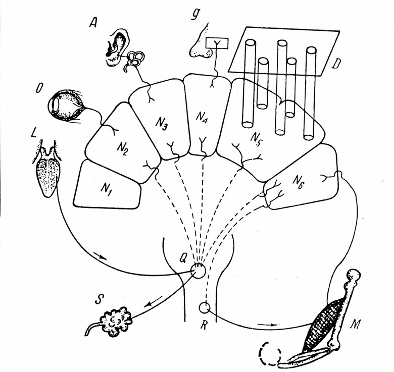 Diagram of brain and anatomy connected with Pavlov's conditioned salivary reflex