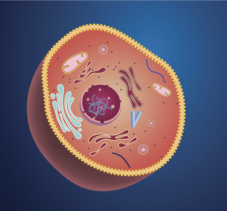 Cell structure