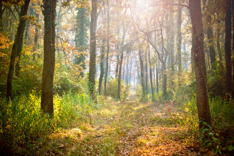 Morning in the forest