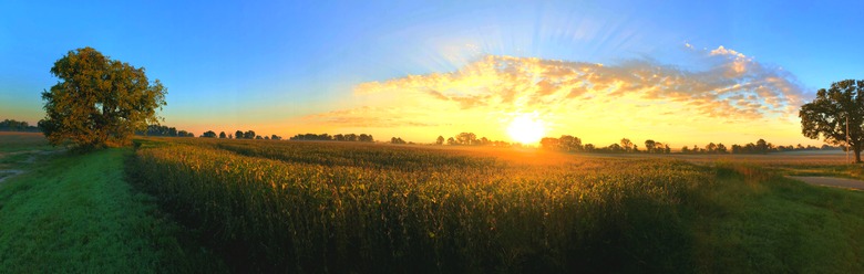 Dynamic Soybean Field