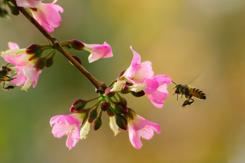 Close-Up Of Honey Bee Pollinating Flower