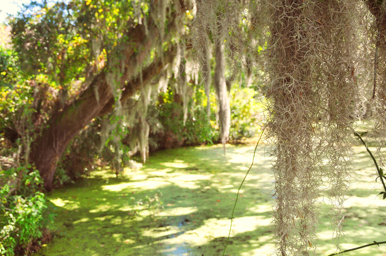 Spanish Moss