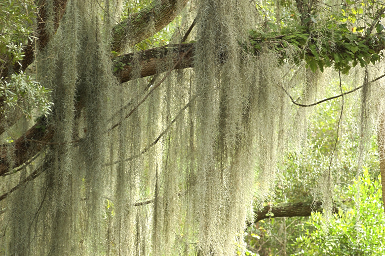 Spanish moss in tree