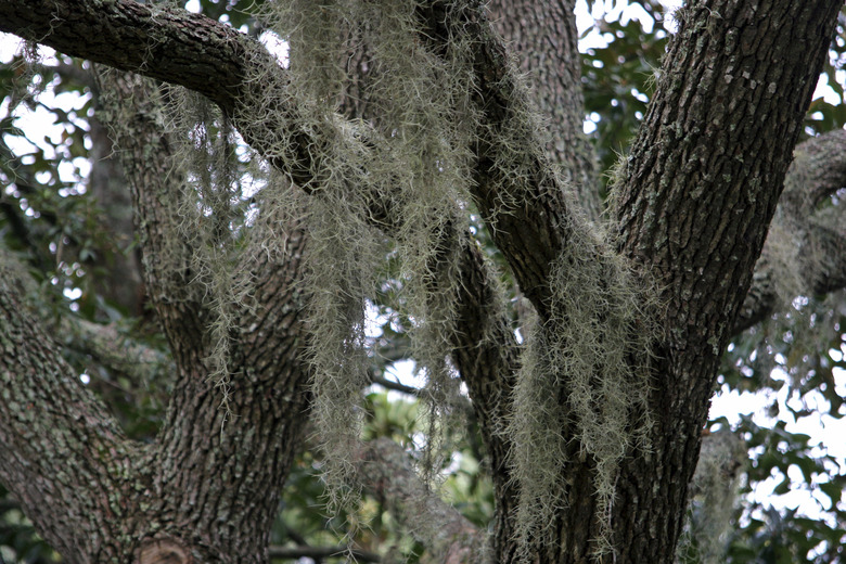 Spanish Moss