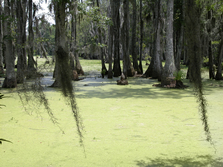 Cypress Swamp near Charleston