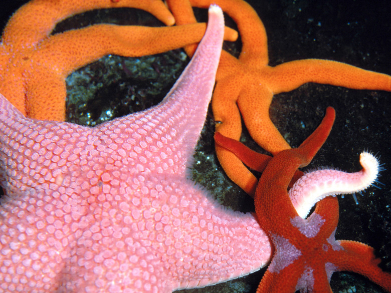 Starfish