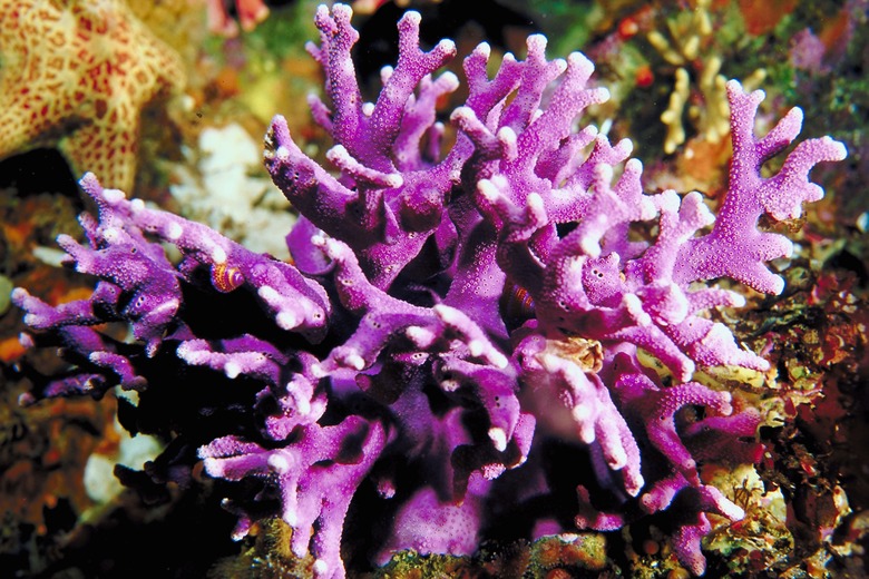 Purple hydrocoral