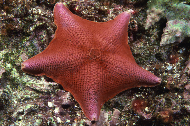 Bat star