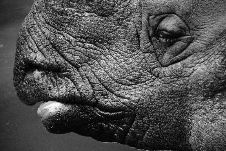 Profile of rhinoceros