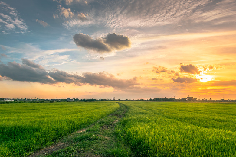 Idyllic View of Rice Fields Against Sky During Sunset,Thailand