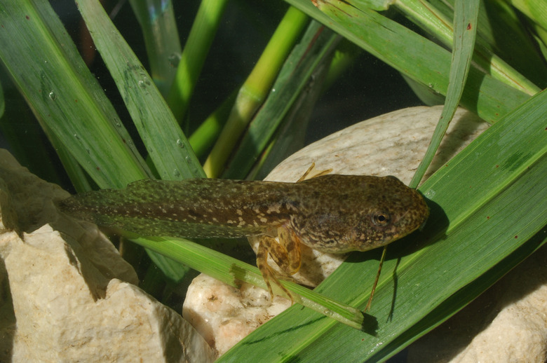 frog tadpole (Rana esculenta)