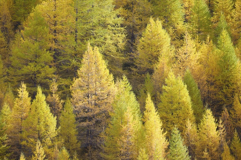 Larch background - autumn