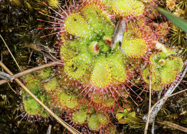 Drosera burmannii is a small.