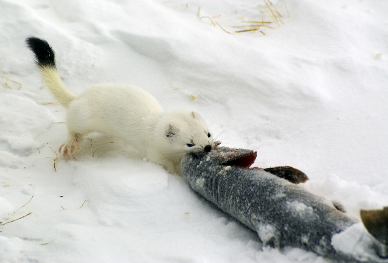 Ermine with a fish.