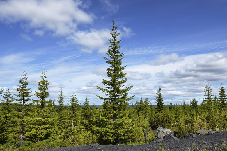 Northern landscape with spruce in the foreground