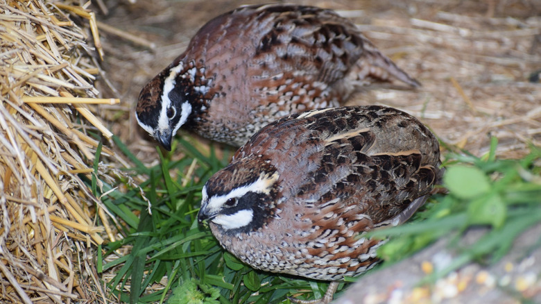 High Angle View Of A Bird On Field