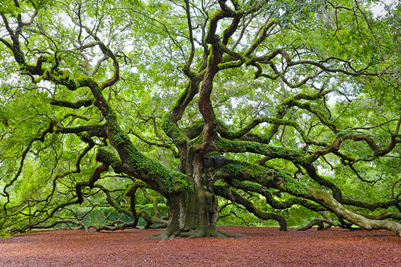 Angel Oak - Golden