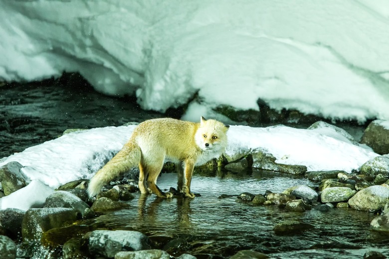 Red fox, vulpes vulpes,  hunting fish in cold water creek,  unique natural beauty of Hokkaido, Japan, adventure in Asia, mammal in winter scene, wildlife