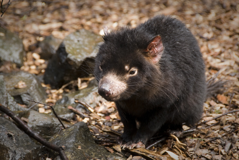 Tasmanian Devil