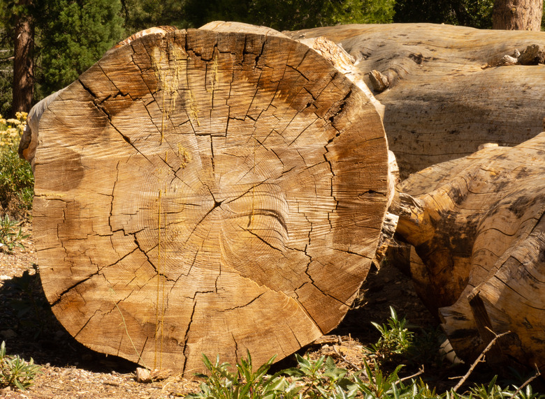 cut tree at the forest