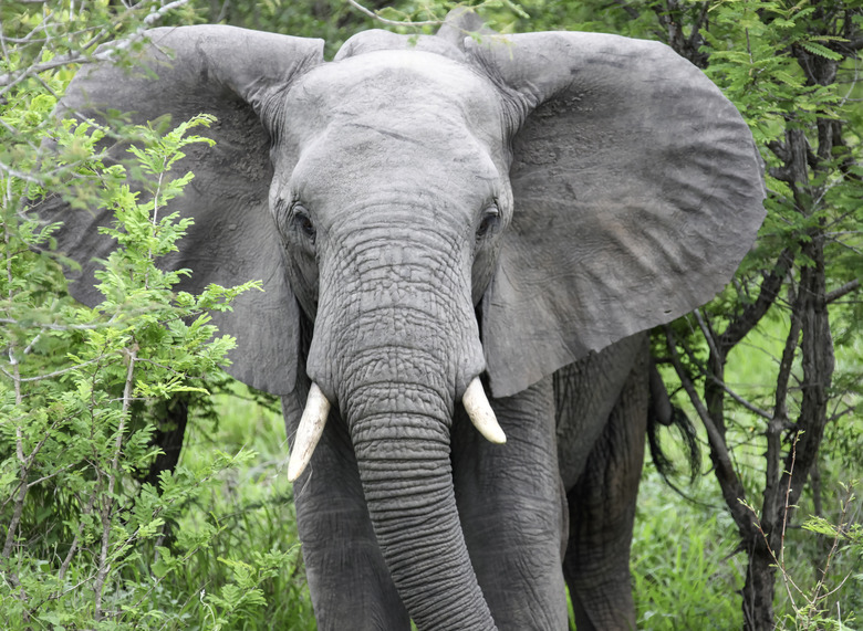 Elephant walks through a thicket of wild acacia in the savanna