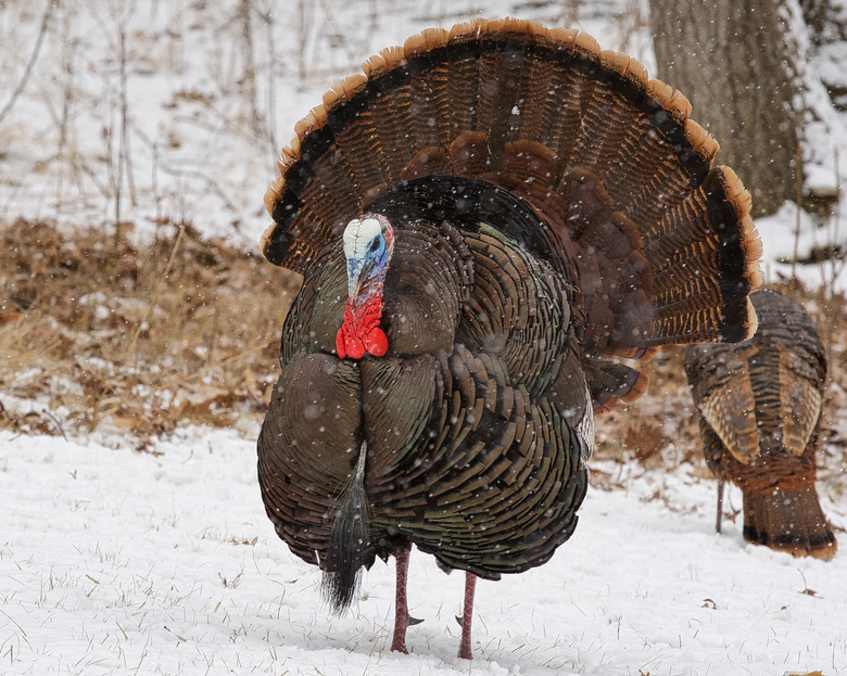 Wild Turkey Showing his Animal Crest and Full Tail