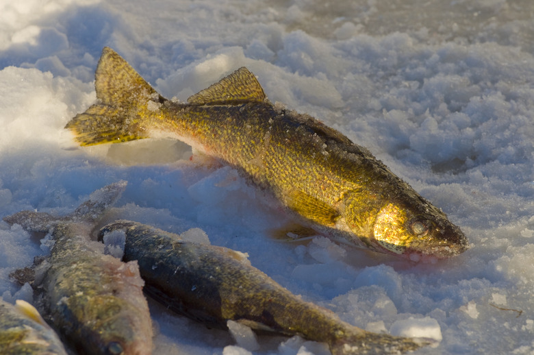 Minnesota Walleyes