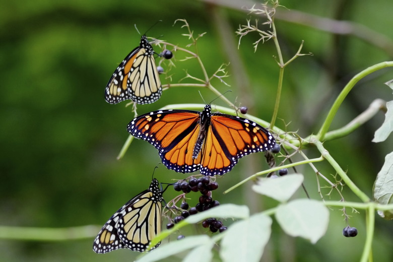 Three butterflies in a bunch