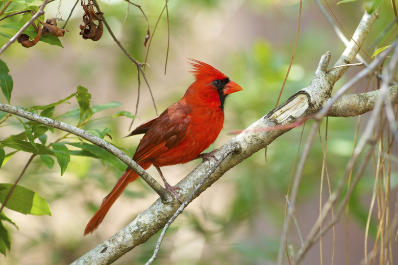 Male Cardinal on Branch, Florida