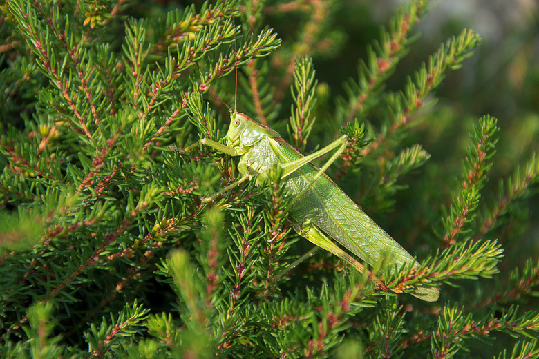 Tettigonia viridissima. Grasshopper on spruce branches. The sun shines