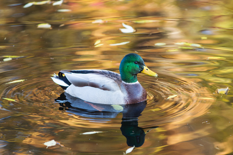 portrait of duck closeup