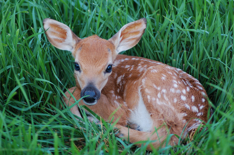 Young Spotted Fawn