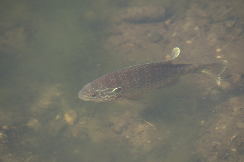 Freshwater Sunfish