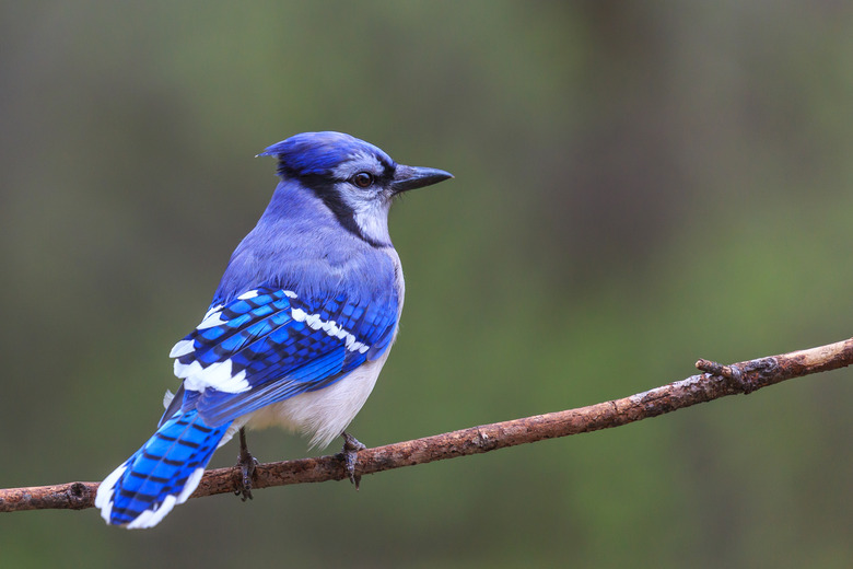 Blue Jay (cyanocitta cristata) perching on a branch