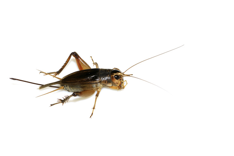 insects - crickets