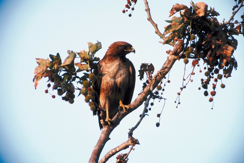 Hawk perched on tree branch