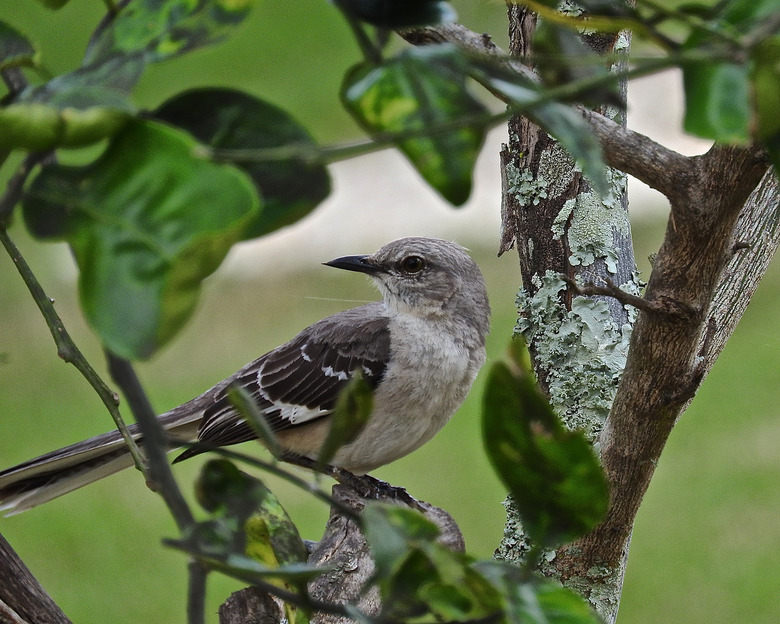 Mocking Bird on tree...