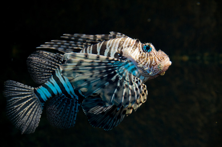 Dendrochirus zebra, known commonly as the zebra turkeyfish or zebra lionfish among other vernacular names, is a species of marine fish in the family Scorpaenidae.