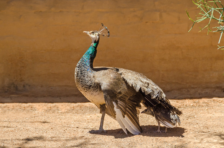 Peafowl with peachick