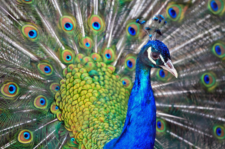 male peafowl